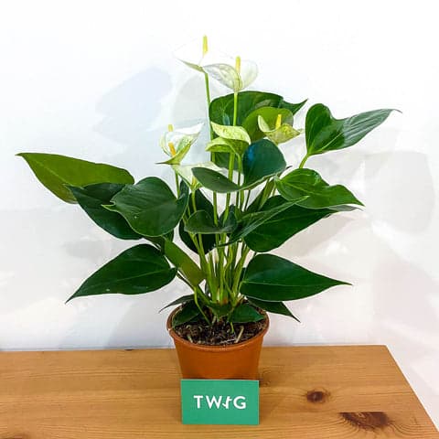 Anthurium (White)