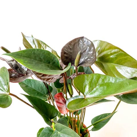 Plant - Anthurium Black Love