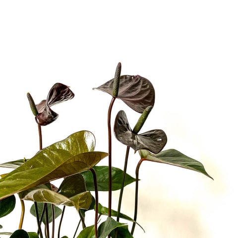 Plant - Anthurium Black Love