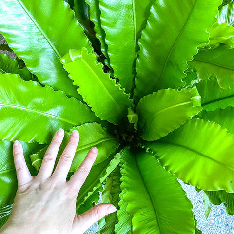 Asplenium Osaka