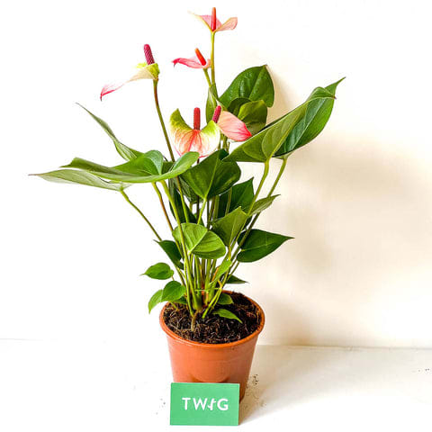 Plant - Anthurium 'Princess'