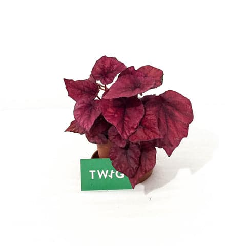 Plant - Begonia Beleaf varied