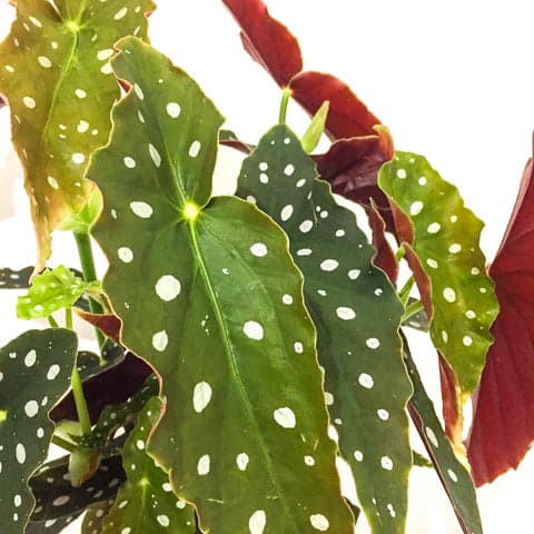 Plant - Begonia Maculata