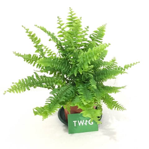 Plant - Boston Fern