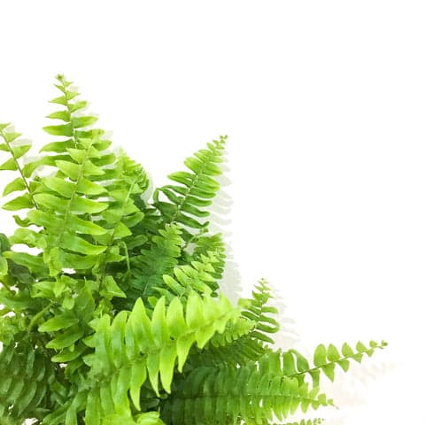 Plant - Boston Fern