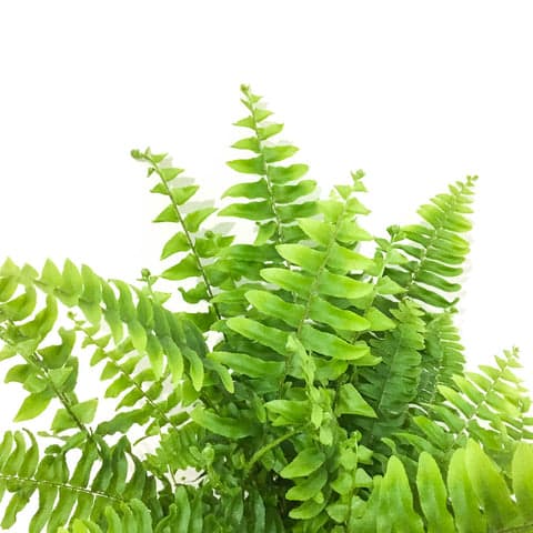 Plant - Boston Fern