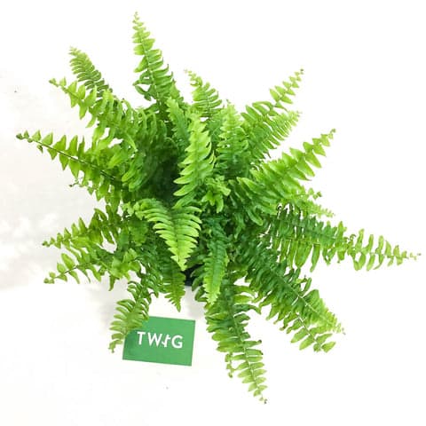 Plant - Boston Fern