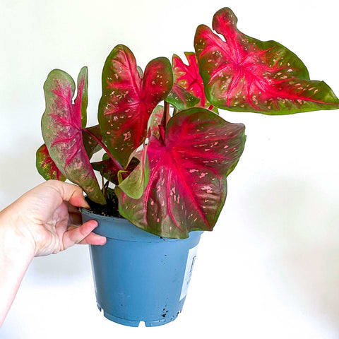 Caladium