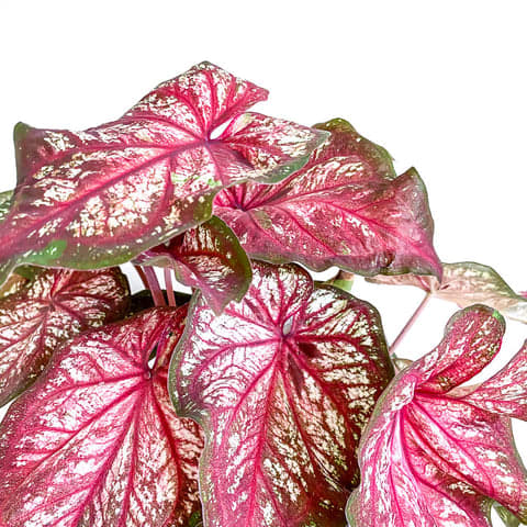 Caladium