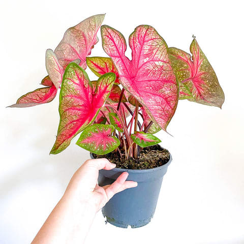 Caladium