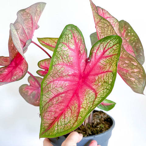 Caladium