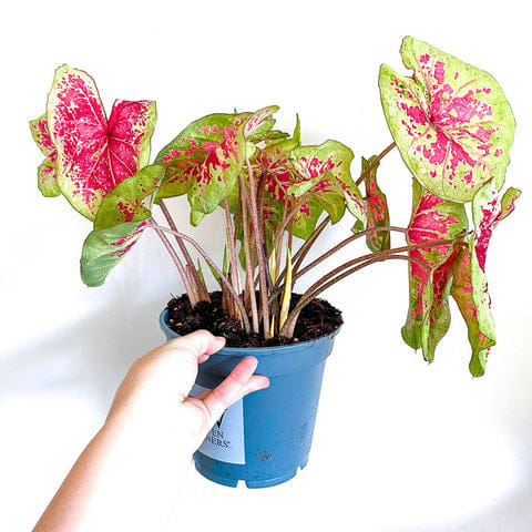 Caladium