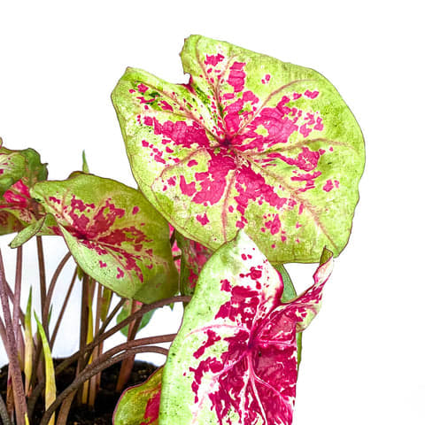 Caladium
