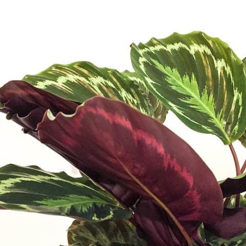 Plant - Calathea Medallion