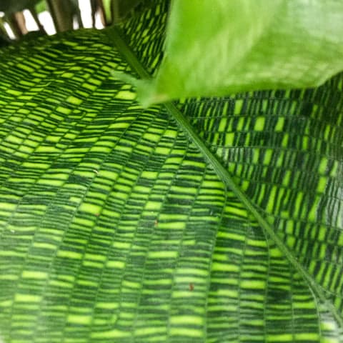 Plant - Calathea Network