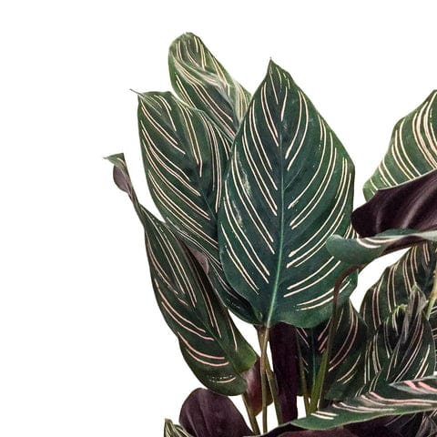 Plant - Calathea Sanderiana