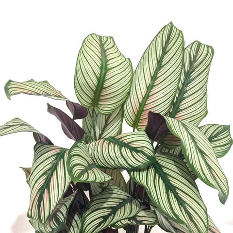 Plant - Calathea 'White star'