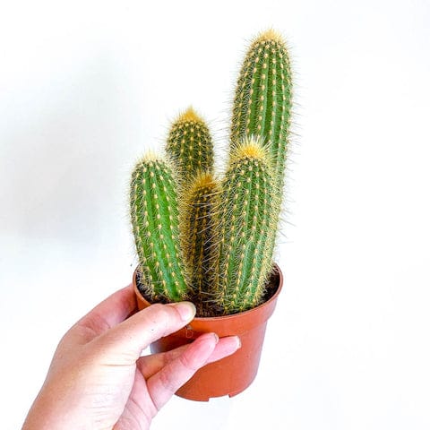 Cerus Cactus varied