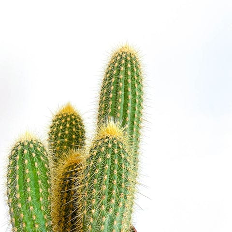 Cerus Cactus varied