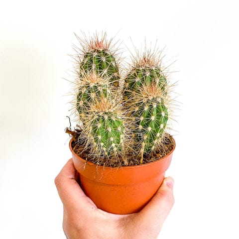 Cerus Cactus varied