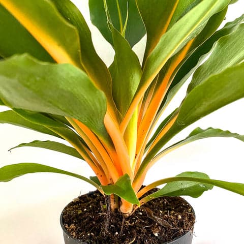 Chlorophytum Green Orange - Bristol House Plant Shop & Delivery