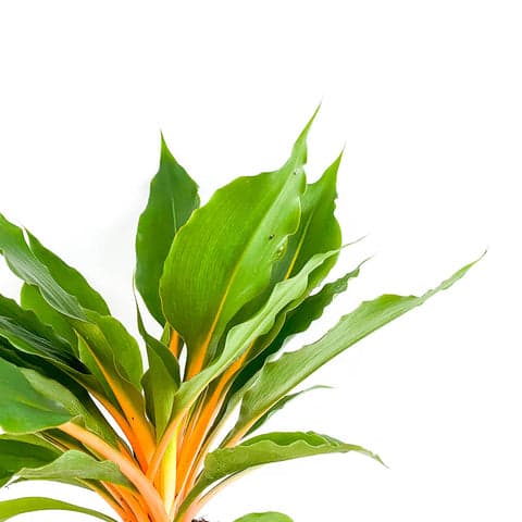 Chlorophytum Green Orange - Bristol House Plant Shop & Delivery - Twig  Plants