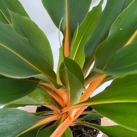 Chlorophytum Green Orange - Bristol House Plant Shop & Delivery