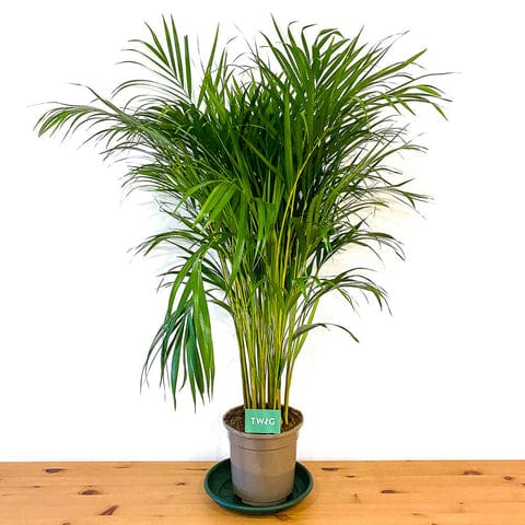 Areca Palm