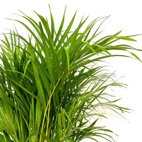 Areca Palm