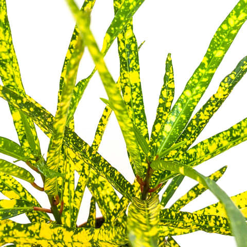 Codiaeum 'Gold Star'