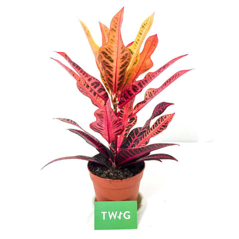 Plant - Croton Nervia