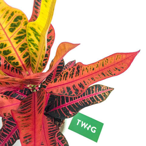 Plant - Croton Nervia