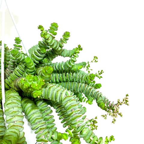 hottentot succulent Crassula Hottentot - Bristol House Plant Shop & Delivery