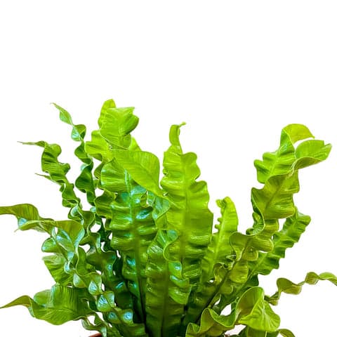 Crispy Wave Fern