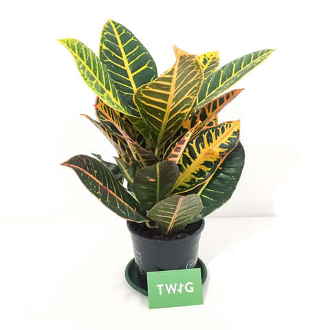 Plant - Croton Petra