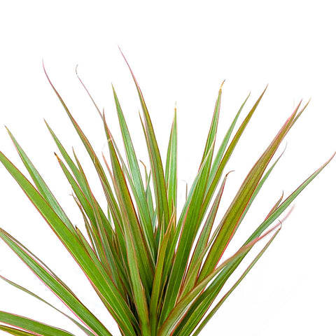 Dracaena