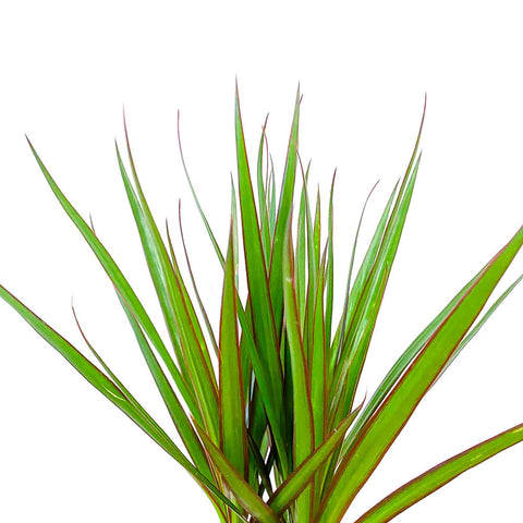 Dracaena