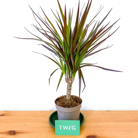 Dracaena