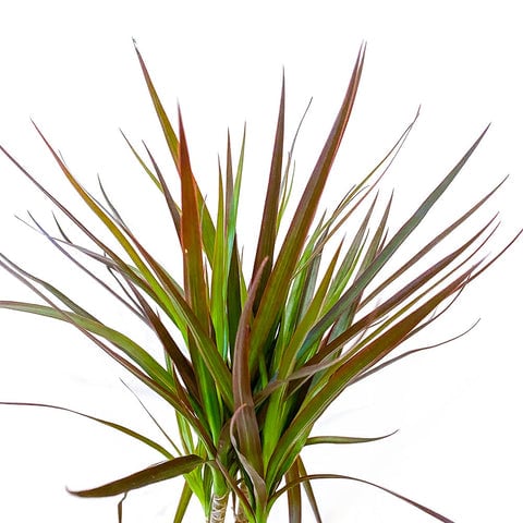 Dracaena