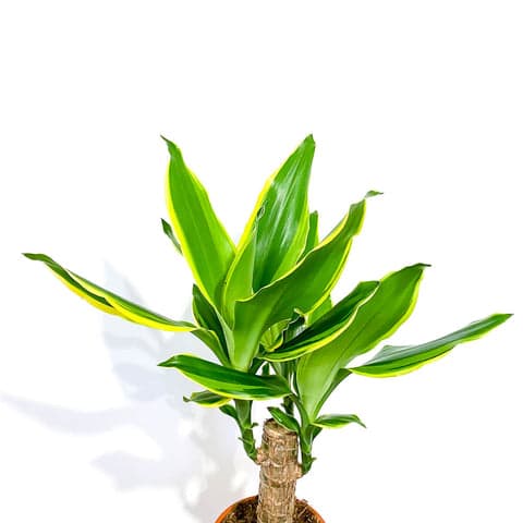 dracaena gold coast Dracaena 'Golden Coast' - Bristol House Plant Shop & Delivery