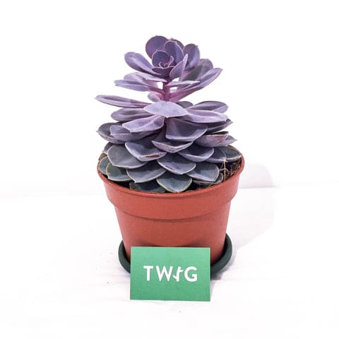 Plant - Echeveria Pearl