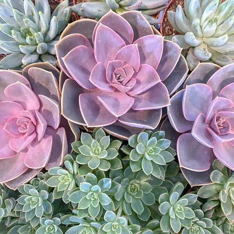 Echeveria