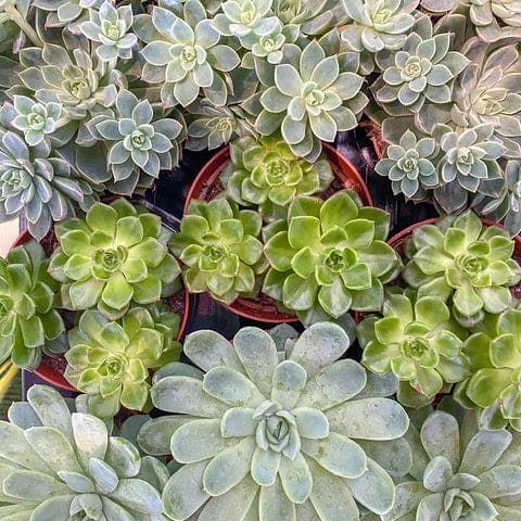 Echeveria