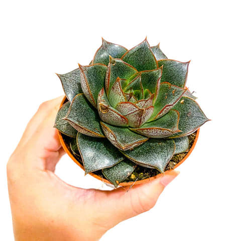 Echeveria