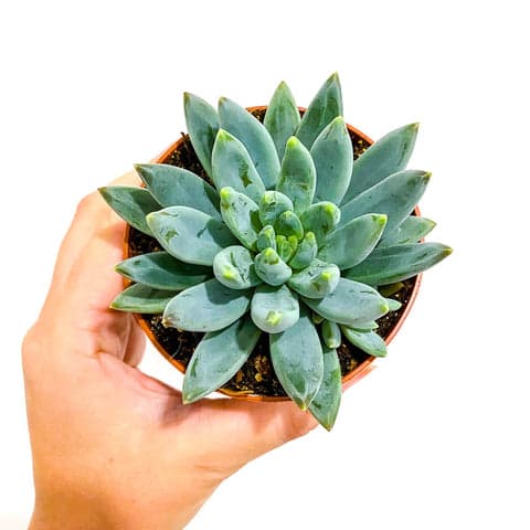 Echeveria