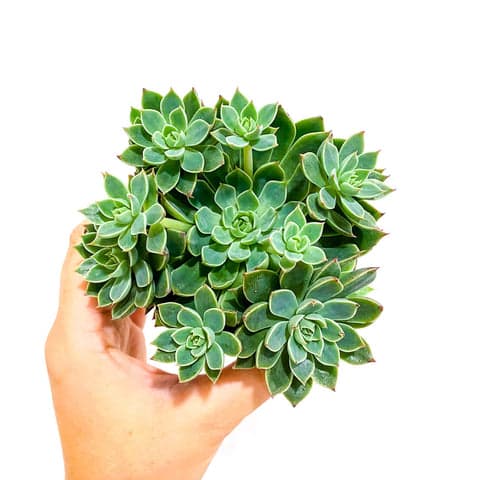 Echeveria