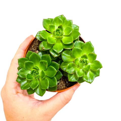 Echeveria