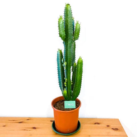Euphorbia Acrurensis - Bristol House Plant Shop & Delivery
