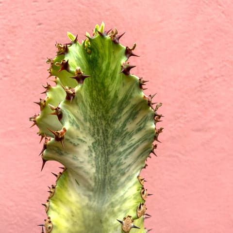 Euphorbia 'Ghost'