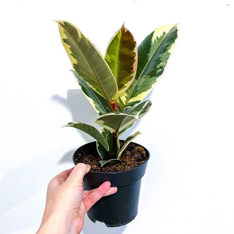 Ficus Tineke